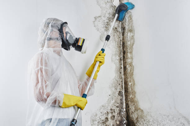 Best Attic Mold Remediation in Forestville, CA