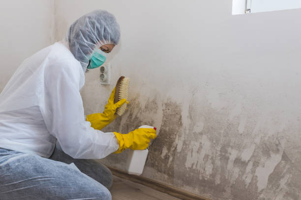 Best Post-Remediation Services in Forestville, CA