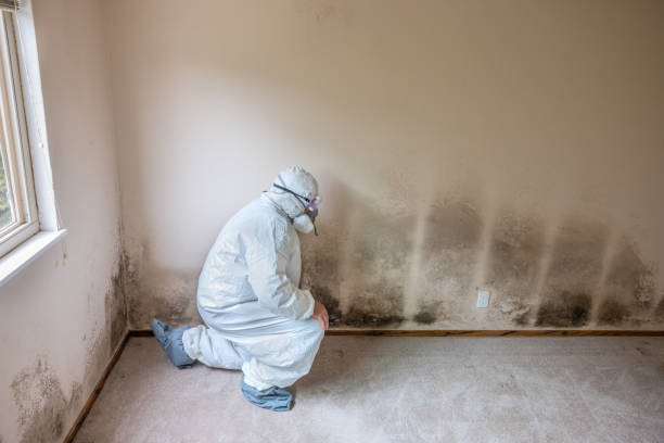 Best Preventive Mold Services in Forestville, CA