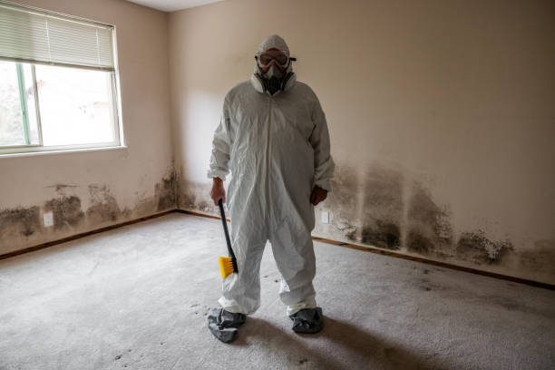 Best Insurance-Related Mold Remediation in Forestville, CA