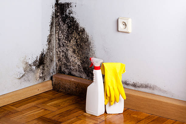 Best Emergency Mold Remediation in Forestville, CA